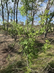 Magnoliopsida