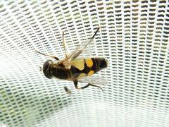 Helophilus latifrons