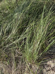 Ammophila