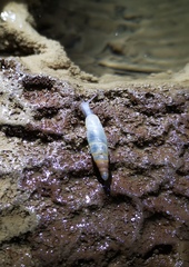 Synprosphyma franciscana