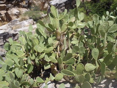 Opuntia laevis