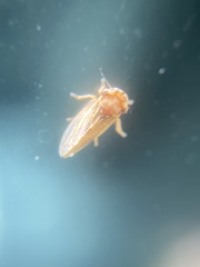 Megophthalmini
