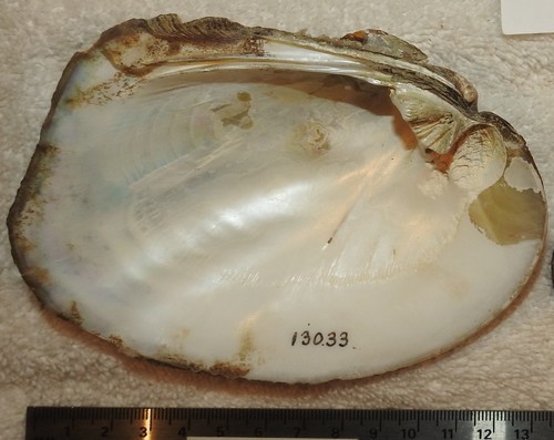 Three-ridge Mussel
