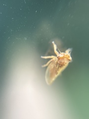 Megophthalmini
