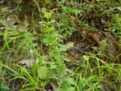 American Pennyroyal (Hedeoma pulegioides)