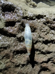 Synprosphyma franciscana