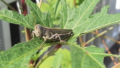 Melanoplus differentialis