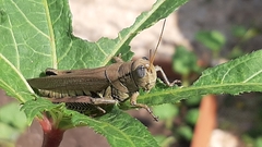 Melanoplus differentialis