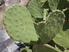 Opuntia laevis