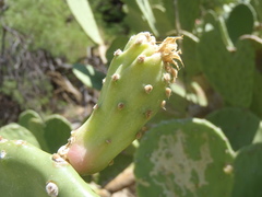 Opuntia laevis