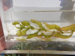 Potamogeton richardsonii
