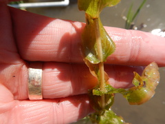 Potamogeton richardsonii