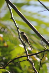 Myiarchus barbirostris