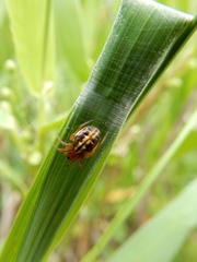 Araneus pratensis