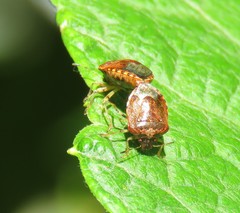Cosmopepla intergressa