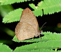 Godartiana muscosa