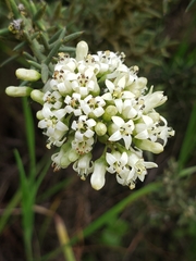 Colletia