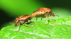 Cosmopepla intergressa
