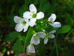 Cardamine dentata