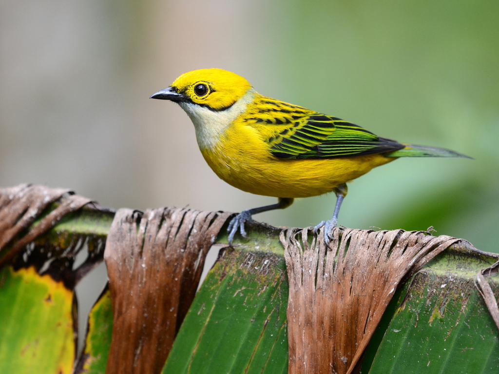 Silver-throated Tanager photo