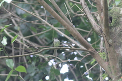 Myiopagis cotta