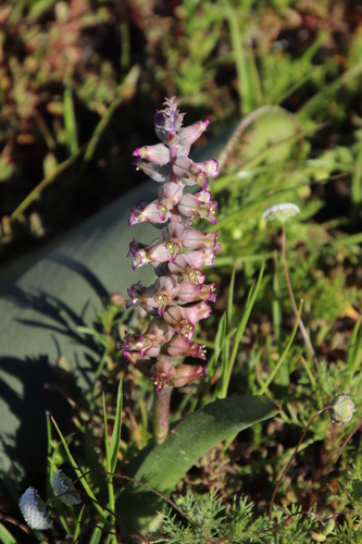 Image of Lachenalia obscura by (c) Tony Rebelo, some rights reserved (CC BY-SA)