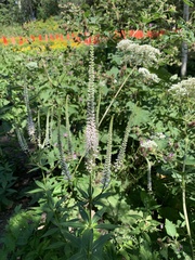 Veronicastrum