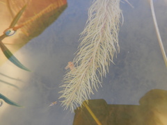 Hippuris vulgaris