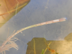 Hippuris vulgaris
