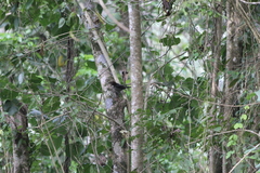 Turdus jamaicensis