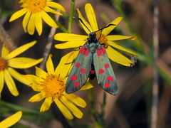 Zygaena dorycnii