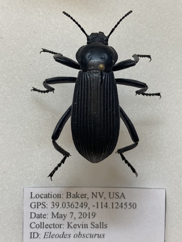 Obscure darkling beetle