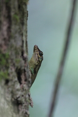 Anolis reconditus