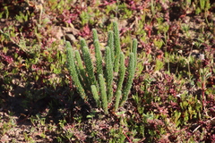Oxalis massoniana