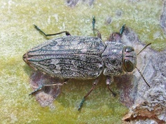 Chrysobothris femorata