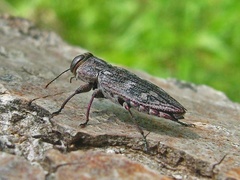 Chrysobothris femorata