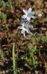 Ixia rapunculoides