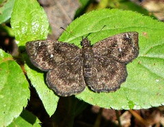 Staphylus ascalon