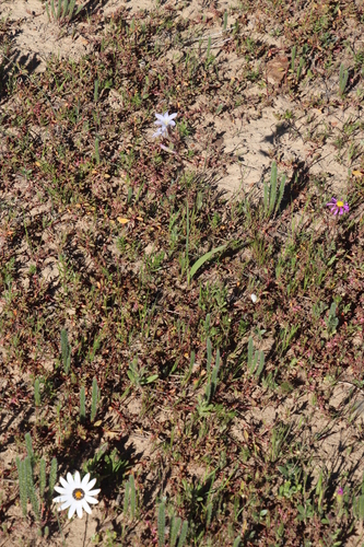 Image of Nieuwoudtville Sorrel (Oxalis massoniana) by (c) Tony Rebelo, some rights reserved (CC BY-SA)