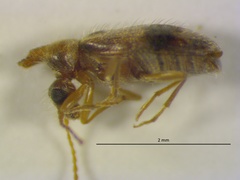 Notoxus calcaratus