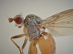 Tephrochlamys flavipes