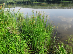 Schoenoplectus triqueter