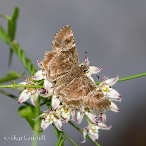 Texas Powdered Skipper photo 4