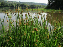 Schoenoplectus triqueter