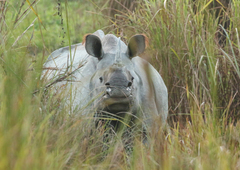 Rhinoceros unicornis