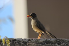 Turdus falcklandii