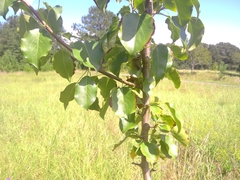 Pyrus calleryana
