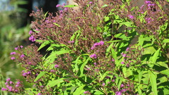 Vernonia gigantea