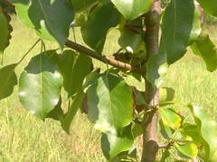 Pyrus calleryana