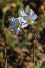Ixia rapunculoides